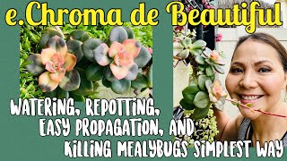 Echeveria Chroma Facts and how to Care Propagation Repotting Watering killing mealy bugs [upl. by Lamrouex]