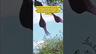 Weaver bird nest 🐦 😍🤍❤️ trending wildlife shortvideos srilanka animals viralvideos video [upl. by Prisca]