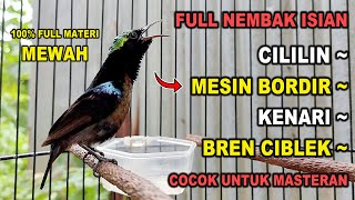 FULL NEMBAK KOLIBRI NINJA GACOR FULL ISIAN SUPER MEWAH 100 COCOK BUAT MASTERAN KONIN BAHAN [upl. by Christian713]