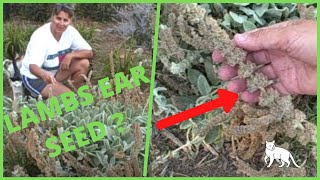 Collecting Harvesting Seed from Lambs Ear Stachys Byzantina [upl. by Lleira]