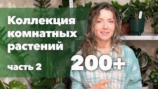 Обзор моей коллекции комнатных растений 2 часть » Декабрь 2022 [upl. by Angelle682]