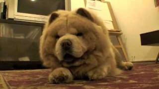 Mochi the Dancing Chow Chow  the CUTEST [upl. by Eisset]