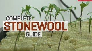 Rockwool Hydroponics Propagation and Transplanting Complete Guide [upl. by Htyderem]