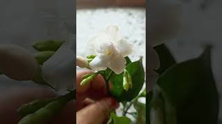 Tabernaemontana Divaricato flower🌜🌜🌺🌺youtubeshorts viralvideo tplz subscribe [upl. by Ietta86]