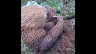 Beautiful close up of Phoenix the two toed sloth  SlothTV on exploreorg wildlife rehabilitation [upl. by Galliett]