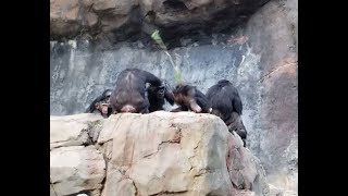 Chimp attack with stick at LA Zoo [upl. by Kcod]