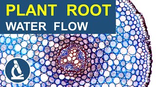 A Level Biology Revision quotMovement of Water Through the Roots of a Plantquot [upl. by Leelahk384]