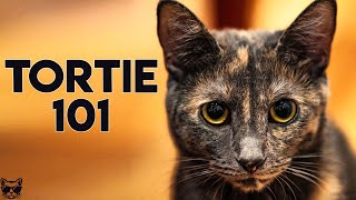 Tortoiseshell Cat 101  Everything You Need To Know About Tortie Cats [upl. by Buote]