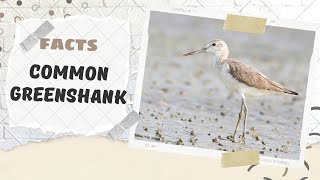 Common Greenshank facts 🦆 Calling Sound 🎼 [upl. by Airotnahs935]