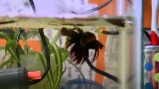 Step by step guide to breeding betta fish [upl. by Kendrah]