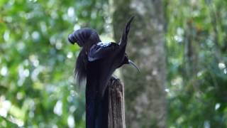 Black Sicklebill [upl. by Nancey28]