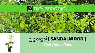 තුරු තොරතුරු 7 සුදු හදුන්  SANDALWOOD  Santalum album [upl. by Sualakcin]