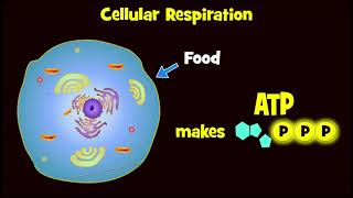 Glycolysis and Exploding Sugar Demo [upl. by Ahsimat]