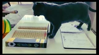 Cat instinct பூனையின் உள்ளுணர்வு intelligent cat [upl. by Anihcak518]