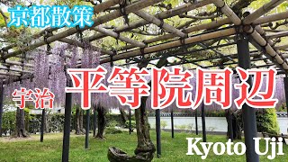 2024年4月22日 藤が咲く京都平等院周辺を歩く Walking around Kyoto Byodoin Temple 【4K】平等院参道〜宇治上神社 [upl. by Lirrad190]