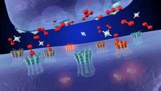 Brain Reward Understanding How the Brain Responds to Natural Rewards and Drugs of Abuse [upl. by Imekawulo]