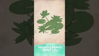 Nymphaea Glandulifera Sleeping beauty water lily Botanical Illustration Painting botanicalart [upl. by Saberio585]