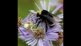 Crab spider attacking bumblebee at Jedediah Smith State Park [upl. by Einama884]