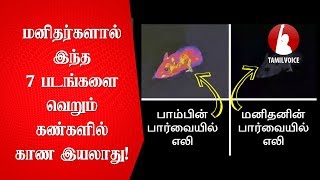 தந்தை  மகள் திருமணம் விசித்திரமான கிராம நடைமுறைகள்  Tamil Voice [upl. by Mercuri749]