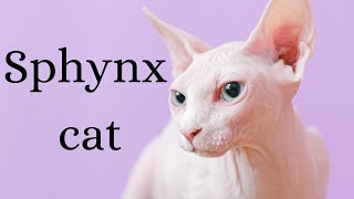 Everything You Need to Know About Sphynx Cats [upl. by Chiou]