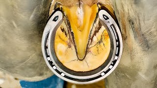 🐴Amazing Hoof Cleaning TRIMMING Horses farm🐴Horses Shoe Cleaning [upl. by Ffirahs]