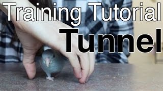 Tunnel  Training Tutorial [upl. by Onirotciv458]