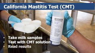 California Mastitis Testing for Dairy Cows [upl. by Caria491]