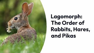 Lagomorphs From Rabbits and Hares to Pikas – Exploring the Order Lagomorpha [upl. by Arateehc]