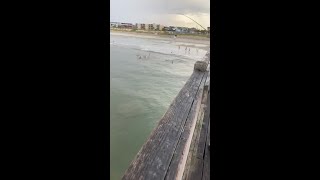 Video shows shark swimming close to Tybee Pier [upl. by Namurt969]