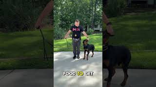 How To Train a Rottweiler to Walk The Plank [upl. by Jarrod]