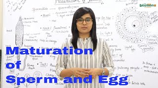 Stages of Maturation in Sperm and Ovum Maturation of Gametes  Human Rep Dr Poonam Biozooms [upl. by Garwood]