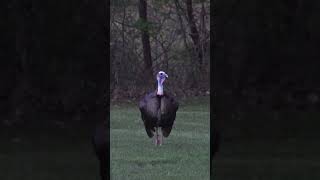 Big gobbler coming to the call gobblingturkeyhunting gobblers friendoutdooradventures [upl. by Akimak]