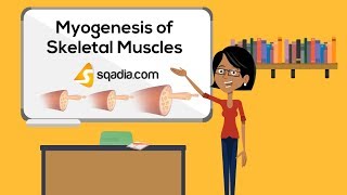 Myogenesis of Skeletal Muscles  Embryology Video Lecture  VLearning  sqadiacom [upl. by Tony]