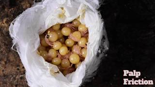 Pulling Poecilotheria fasciata egg sac [upl. by Lauren]