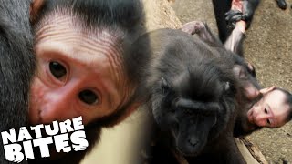 Macaque Monkeys FIGHT Over Baby Part Two  The Secret Life of the Zoo  Nature Bites [upl. by Haduj]