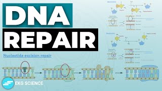 DNA Repair amp Recombination  Cell Biology [upl. by Tur]