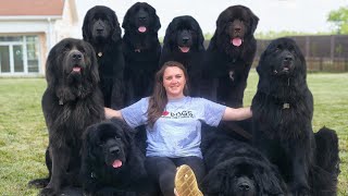 10 Questions with a Newfoundland Dog Owner [upl. by Kaitlynn502]