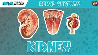 Renal  Kidney Anatomy Model [upl. by Lauryn]