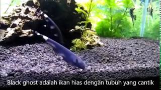 Peperangan Ikan Black Ghost [upl. by Ahsaele324]