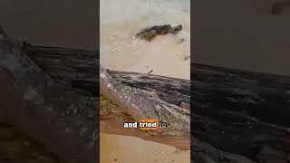 Sea Snake at the Beach snakes malaysia kotakinabalu [upl. by Doersten162]