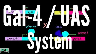 Gal4UAS System In Drosophila [upl. by Anthiathia138]