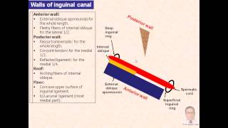 Magdy SaidAnatomy SeriesAbdomen6inuinal canalingtriangleinghernia [upl. by Akfir]