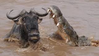 The GREAT ESCAPE  Huge Croc vs Wildebeest [upl. by Uolyram353]