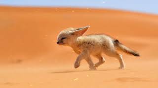 Fennec Fox TherianMeditation And Shifting Music With Fennec Fox Noises [upl. by Harri]