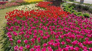 Tulip Time Festival Holland Michigan [upl. by Aimahc]