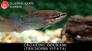 Trichopsis vitata THE SENSIBLE Croaking Gourami Leopard Aquatic J021A [upl. by Aihsile]