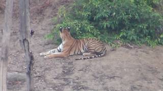 Live Tiger hunting a deer in Pench Wildlife Sanctuary India [upl. by Amorette]