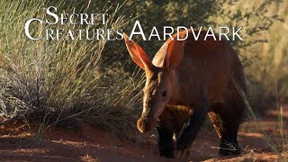 Secret Creatures Africas earth pig the Aardvark [upl. by Schulz585]