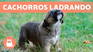 Los mejores LADRIDOS de PERROS CACHORROS 🐶 🔊 ¡Tiernos y Adorables [upl. by Veronica]