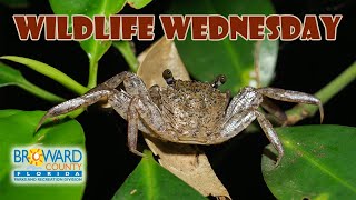 Mangrove Tree Crab  Wildlife Wednesday  Broward County Parks [upl. by Hehre]